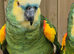 Blue Fronted Amazon Parrot