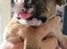 Old Tyme English bulldog cross boxer puppies