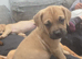 Cane-corso mix pups