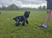 KC Registered cocker spaniel Stud