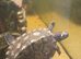 2 female Ouachita Map turtles 8 months old
