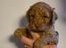 Awesome f1b cockerpoo pups