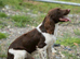 For stud, Liver and White KC reg ESS