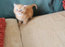 Pedigree Persian exotic x domestic short haired kittens