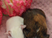 Sow pair available