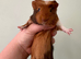 3 male baby guinea pigs