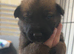 Belgian shepherd puppies