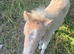 Palomino colt foal
