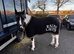 Perfect bombproof pony