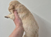 KC Registered Golden Retrievers- DNA Health Tested