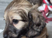 Long haired miniature daschund pups