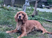 Cocker spaniels