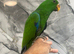 Handreared Baby Super Tame Male Eclectus Parrot,31