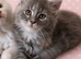Full breed Maine coon kittens ready now!