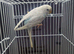 2 beautiful budgies