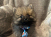 Pomeranian puppies
