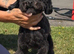 11 months old toy poodle
