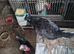 Bentum hens and cockeral for sale