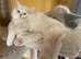TIca pedigree Mink Ragdoll kittens