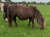 SPSBS Registeted Mare