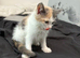 Kittens ready now