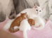 Turkish Angora mix kittens