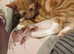 Male kittens