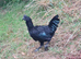 Ayam Cemani Cockerels