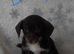 4 beautiful Jackapoo puppies ready to go
