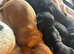 Working cocker spaniels