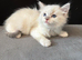 LAST GIRL.LAST boy Rare lilac bicolour ragdolls