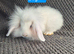 Mini Lion Lop Bunnies
