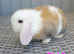 3 Baby mini lops