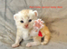 Stunning pedigree Maine Coon kittens
