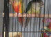 Pine green conures