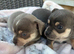 CHIHUAHUA PUPS BOYS READY 20TH JUNE