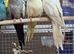 Baby Cockatiels available