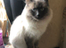 Ragdoll cross kittens