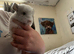 White chinchilla boy