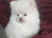 Tiny Teddy Bear Pomeranian Puppies for sale