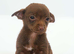 Female Chihuahuas