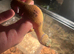 Beautiful baby leopard geckos