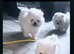 1.4kg teddy Pomeranian chiao li ya kc stud