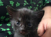 Beautiful Kittens in Holbeach, Tortico, Black, Tuxedo ️