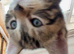 3 female kittens