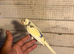 Baby budgies for sale £40 each collection mk404nn