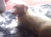 Dachshund