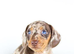 Chocolate dapple mini dachshund
