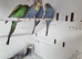 Young mutation budgies available