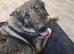 4 year old loyal beautiful girl